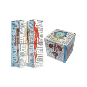 Human Body Cube Book