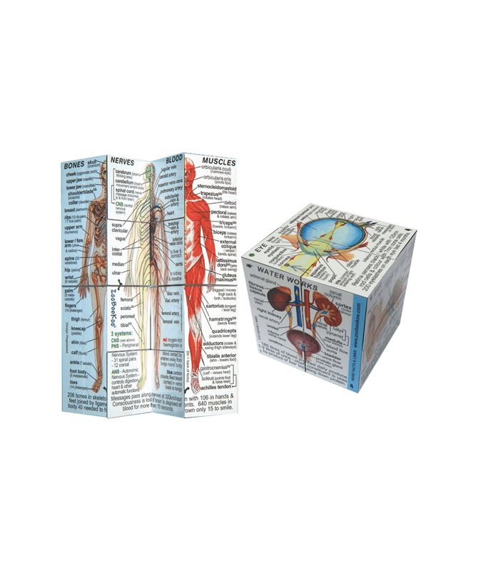 Human Body Cube Book